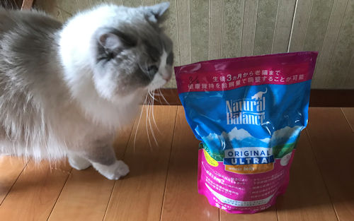 ナチュラルバランスキャットフードと愛猫1