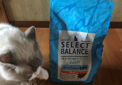 セレクトバランスキャットフードと愛猫2