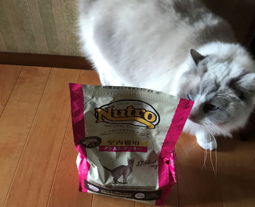 ナチュラルチョイスキャットフードと愛猫2