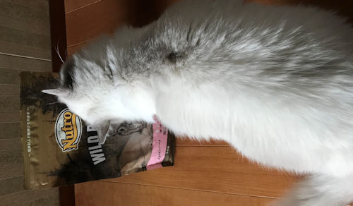 ニュートロ ワイルドレシピキャットフードと愛猫2