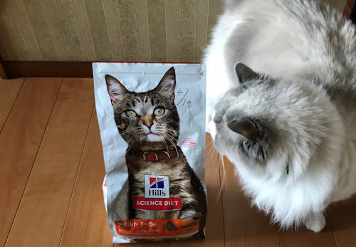 サイエンスダイエットキャットフードと愛猫2