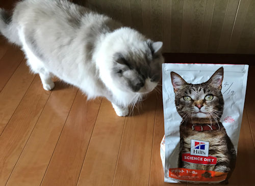 サイエンスダイエットキャットフードと愛猫1
