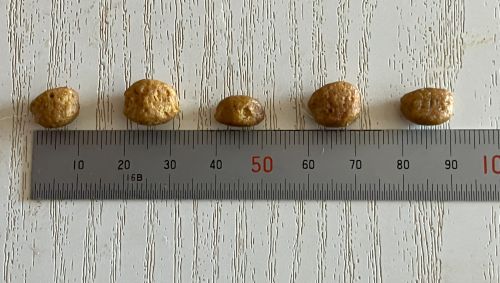 プラチナムキャットフードの粒の大きさ