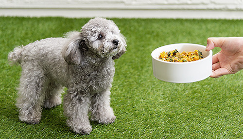 ココグルメドッグフードの盛り付け画像