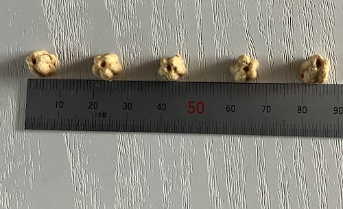 ロータスドッグフードの粒の大きさ