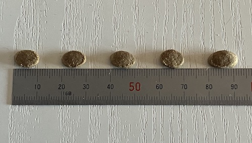 PREWAN（プレワン）ドッグフードの粒の大きさ